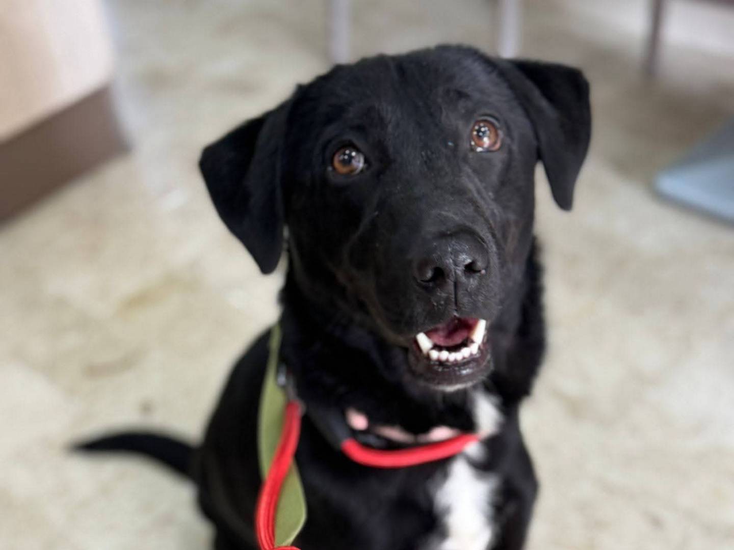 Adozione cane, femmina, Razza sconosciuta Razza sconosciuta, 1 anno e 1 mese, taglia media, Milano