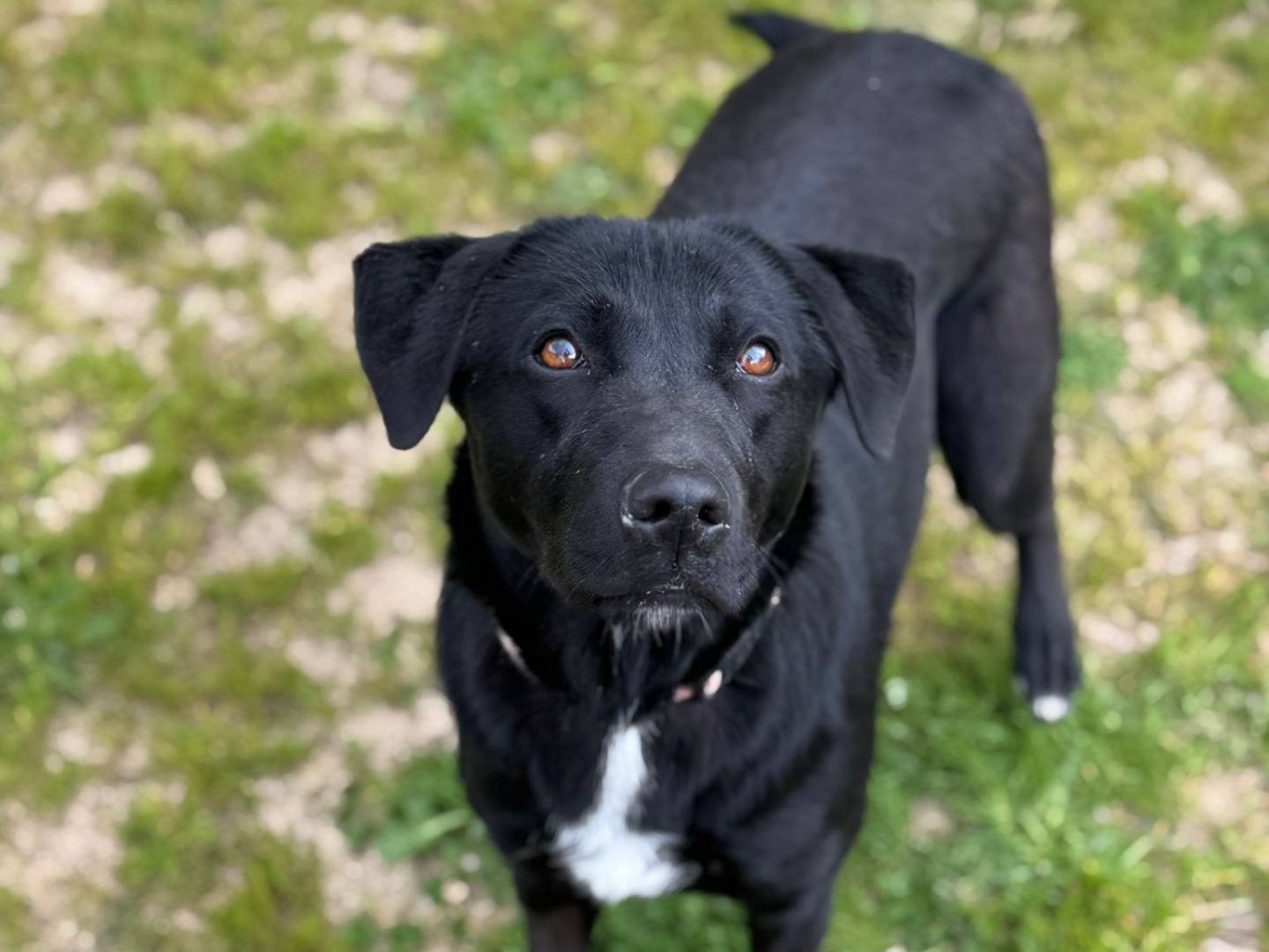 Adotta un cane, femmina, 1 anno e 1 mese, Milano