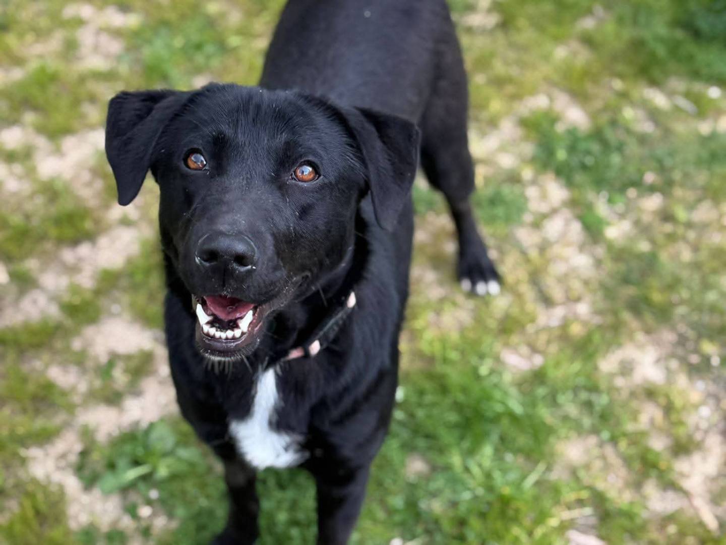 Vuoi adottare un cane a Milano?