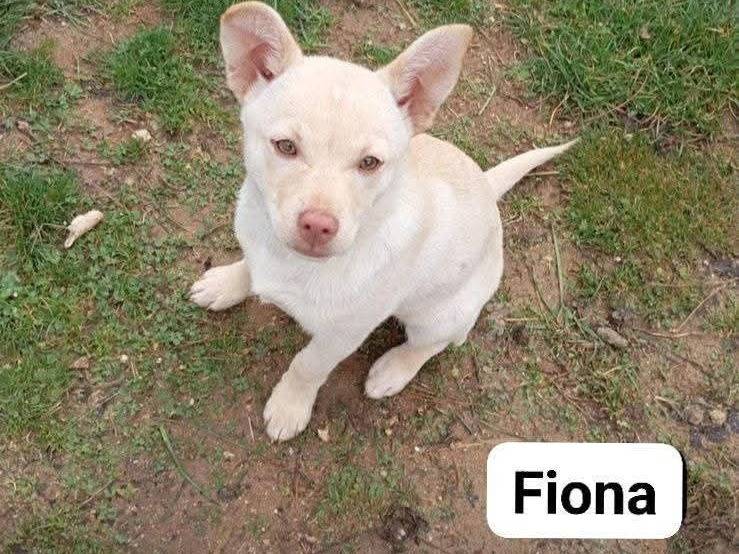 Adozione cane, femmina, Razza sconosciuta Razza sconosciuta, 3 mesi, taglia piccola, Milano