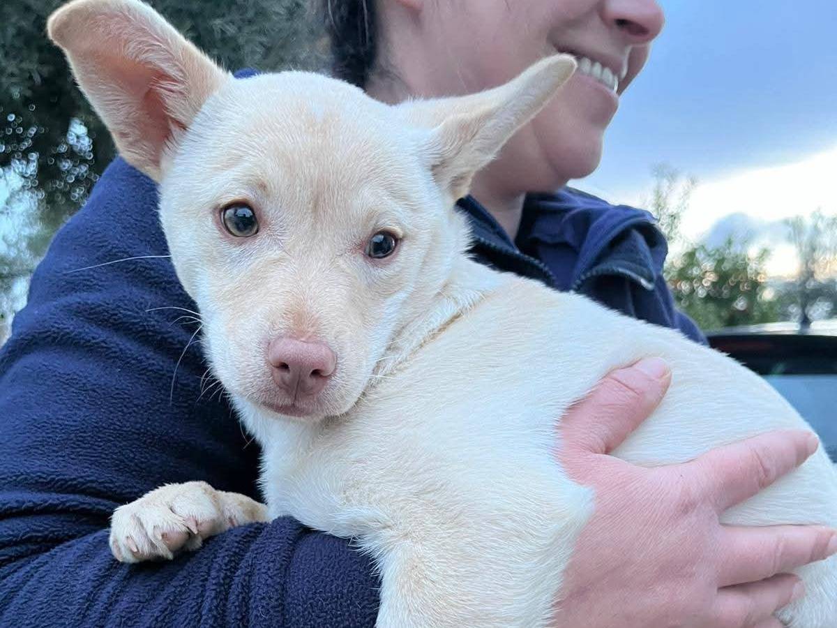 Adotta un cane, femmina, 3 mesi, Milano