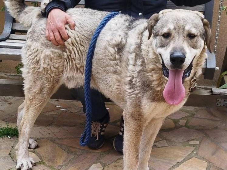 Adozione cane, maschio, Razza sconosciuta Razza sconosciuta, 1 anno, taglia gigante, Varese