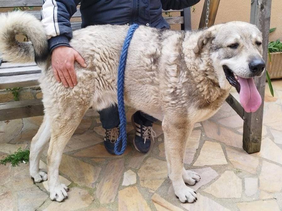 Adotta un cane, maschio, 1 anno, Varese