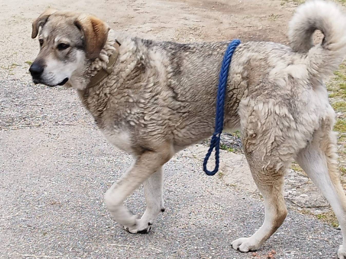 Adotta un cane, taglia gigante, maschio, Varese