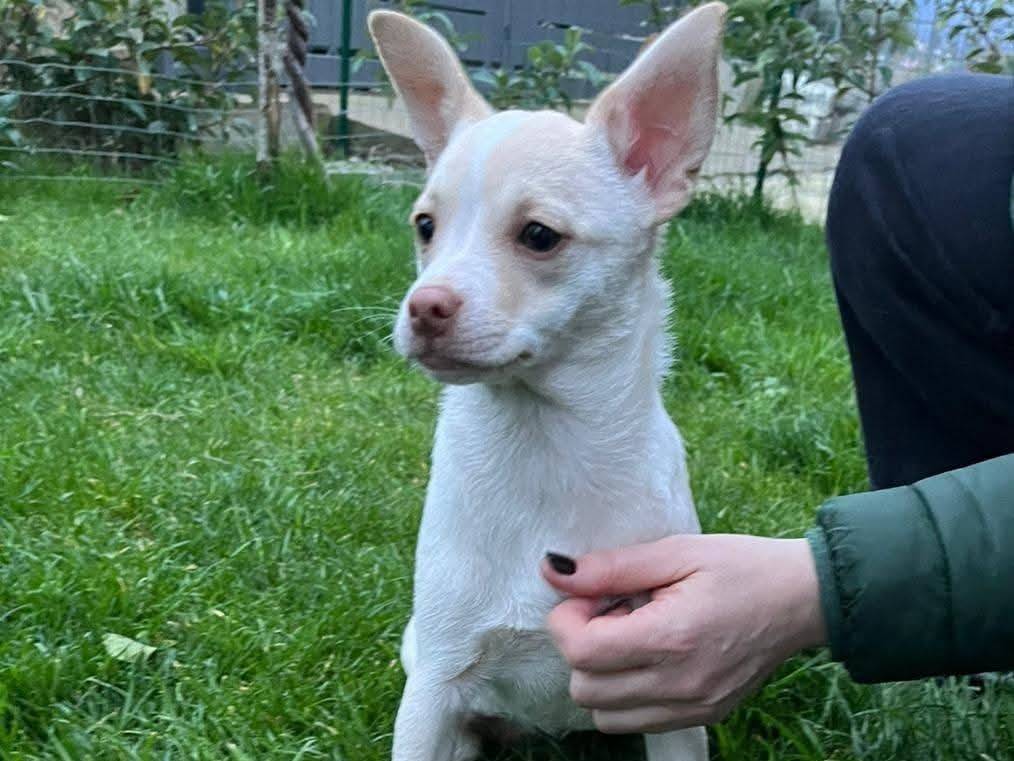 Adozione cane, femmina, Razza sconosciuta Razza sconosciuta, 3 mesi, taglia piccola, Milano