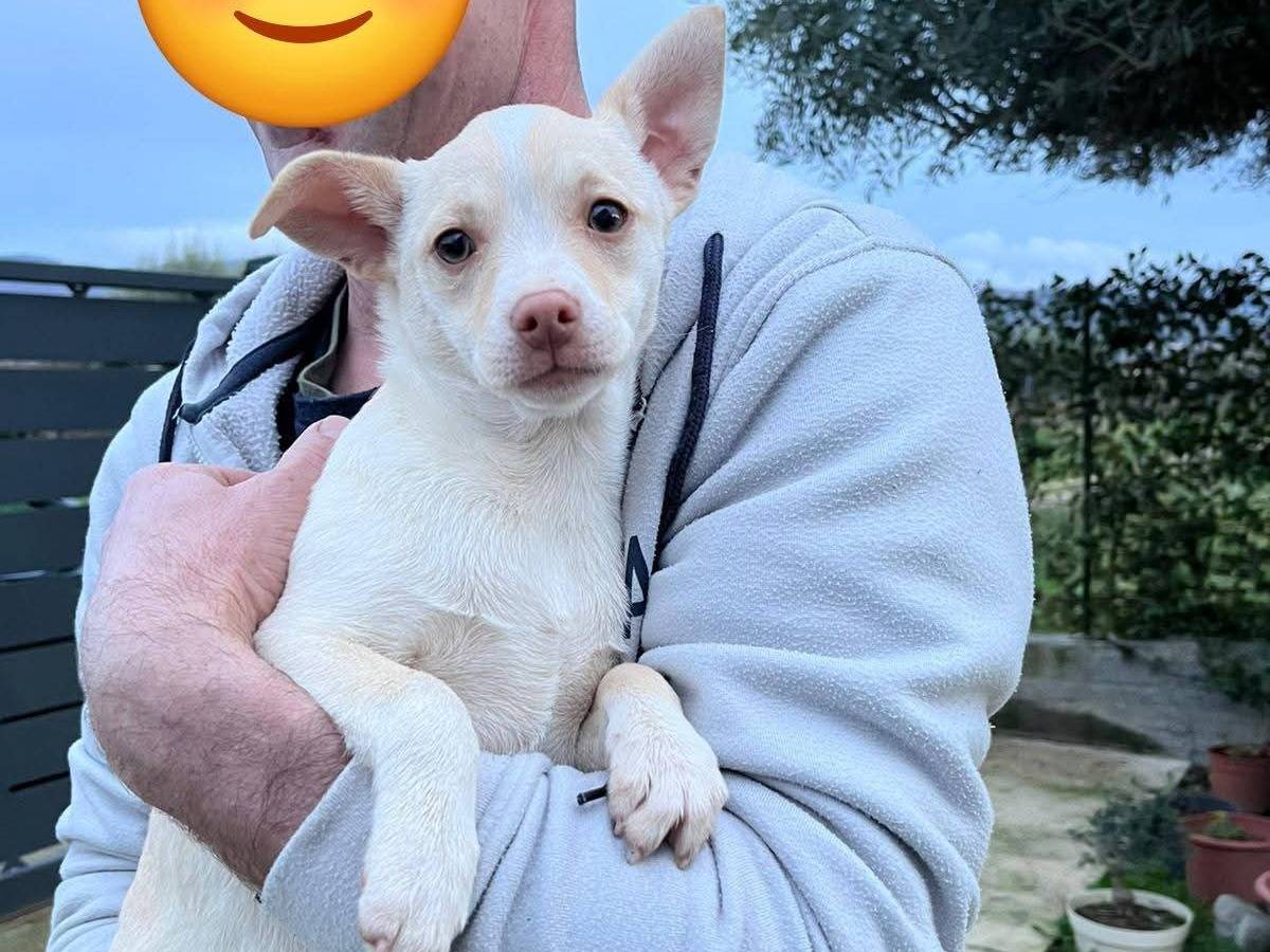 Adotta un cane, femmina, 3 mesi, Milano