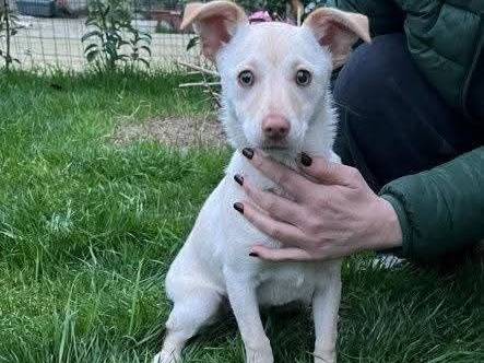 Adozione cane, femmina, Razza sconosciuta Razza sconosciuta, 3 mesi, taglia piccola, Milano