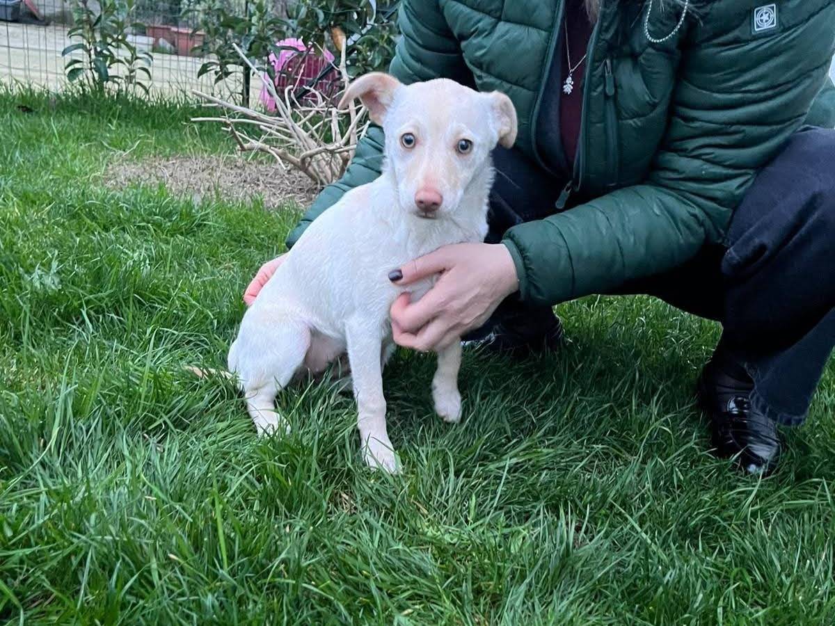 Adotta un cane, femmina, 3 mesi, Milano