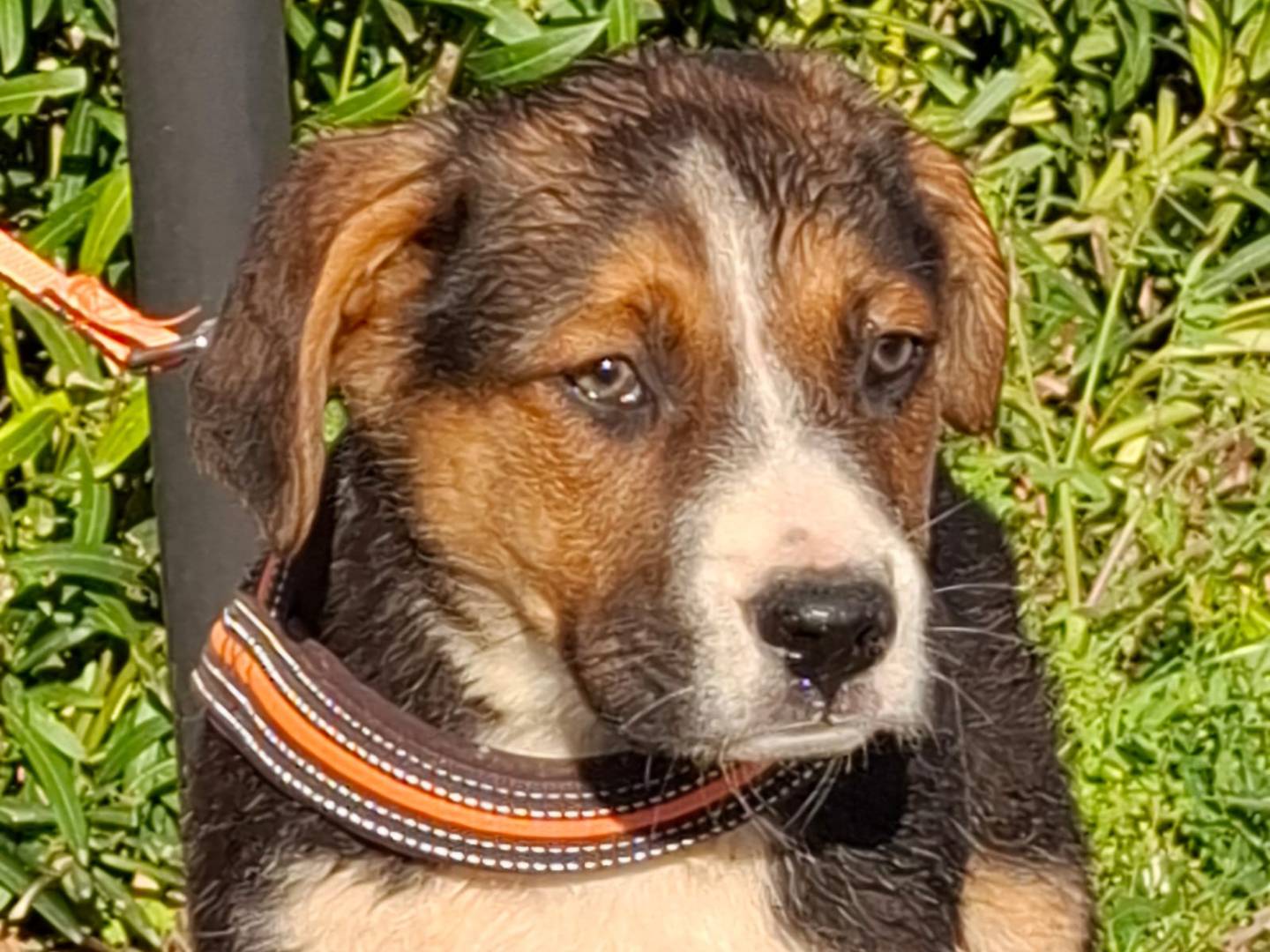 Adozione cane, maschio, Razza sconosciuta Razza sconosciuta, 3 mesi, taglia media, Bologna