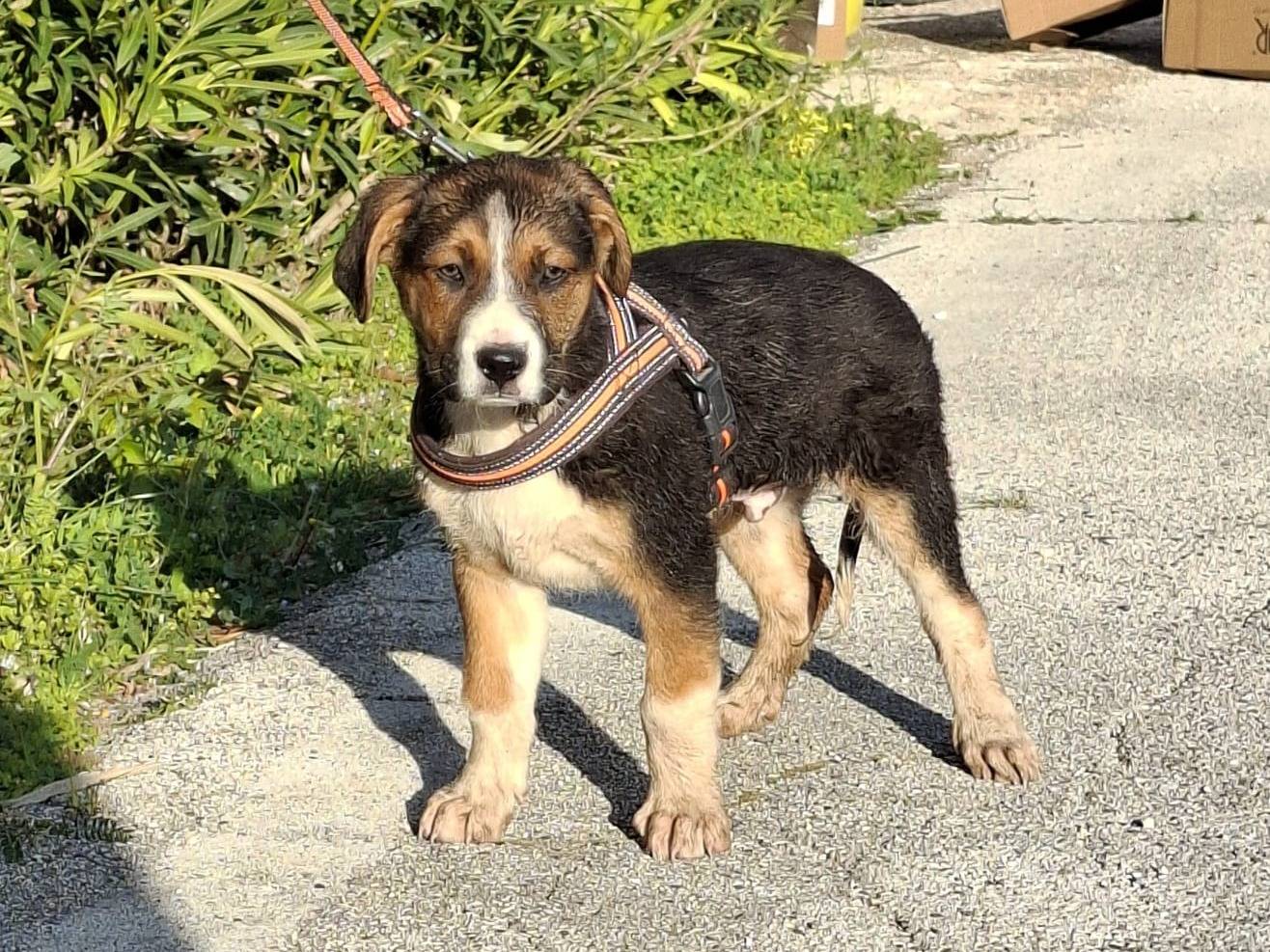 Adotta un cane, maschio, 3 mesi, Bologna