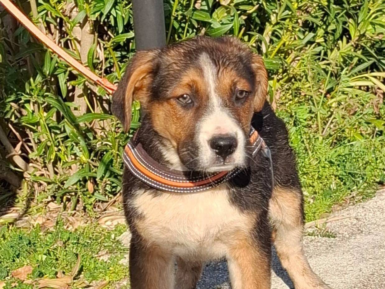 Adotta un cane, taglia media, maschio, Bologna