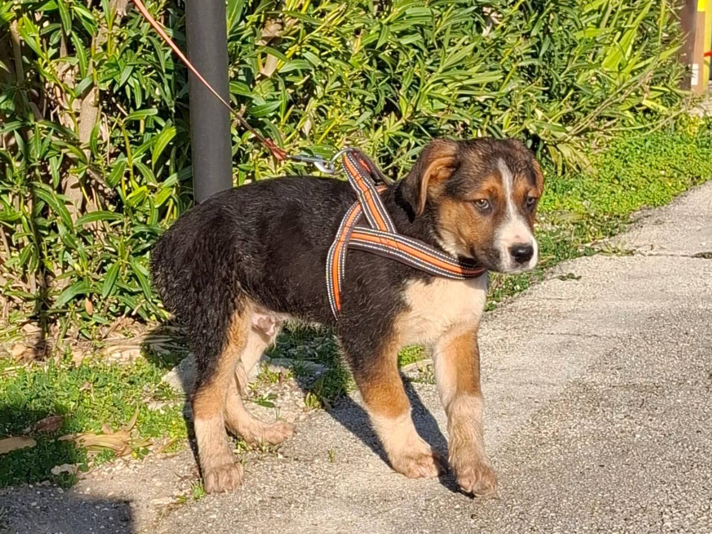 Vuoi adottare un cane a Bologna?