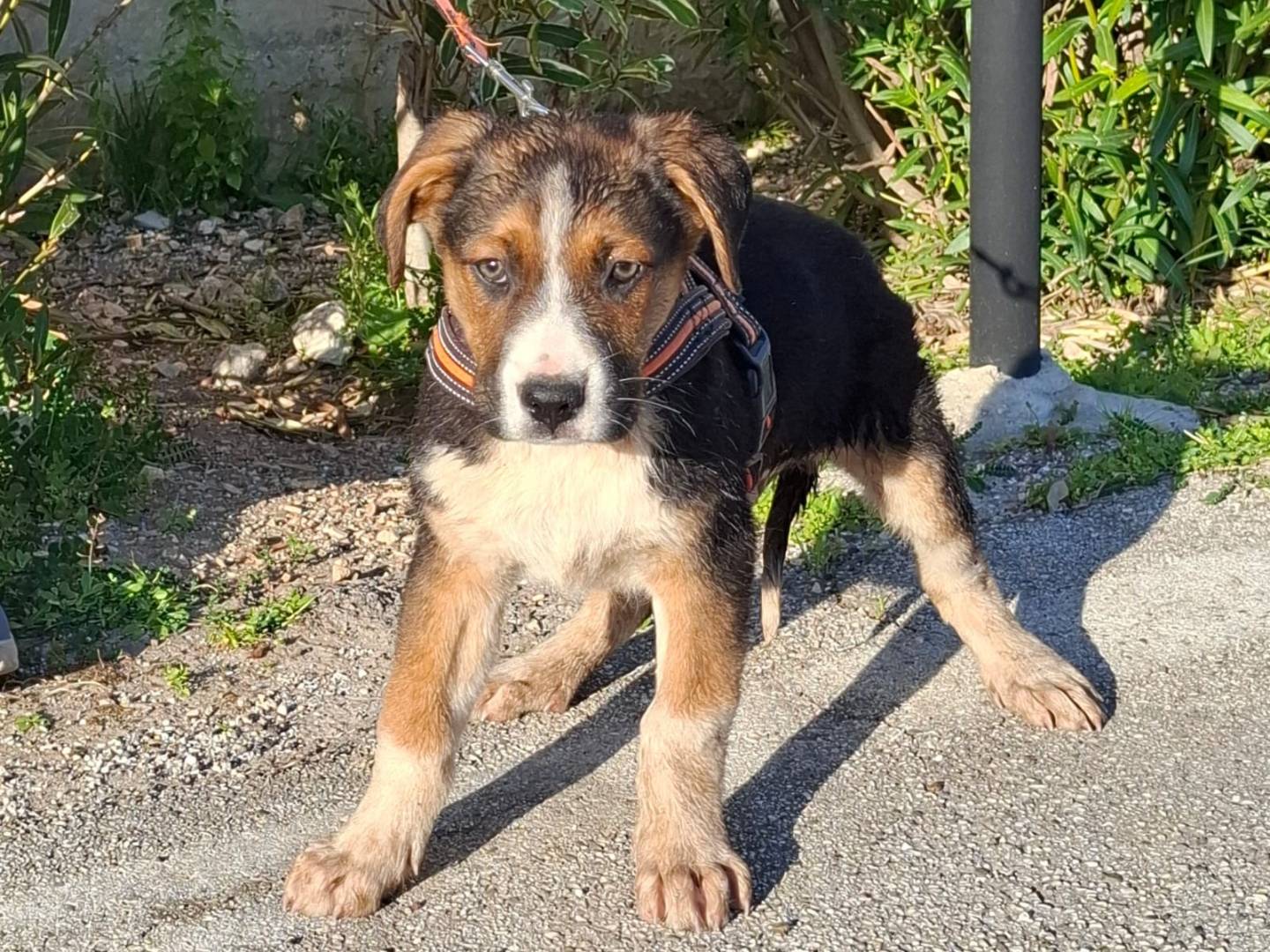 Adotta il cane Rio a Bologna