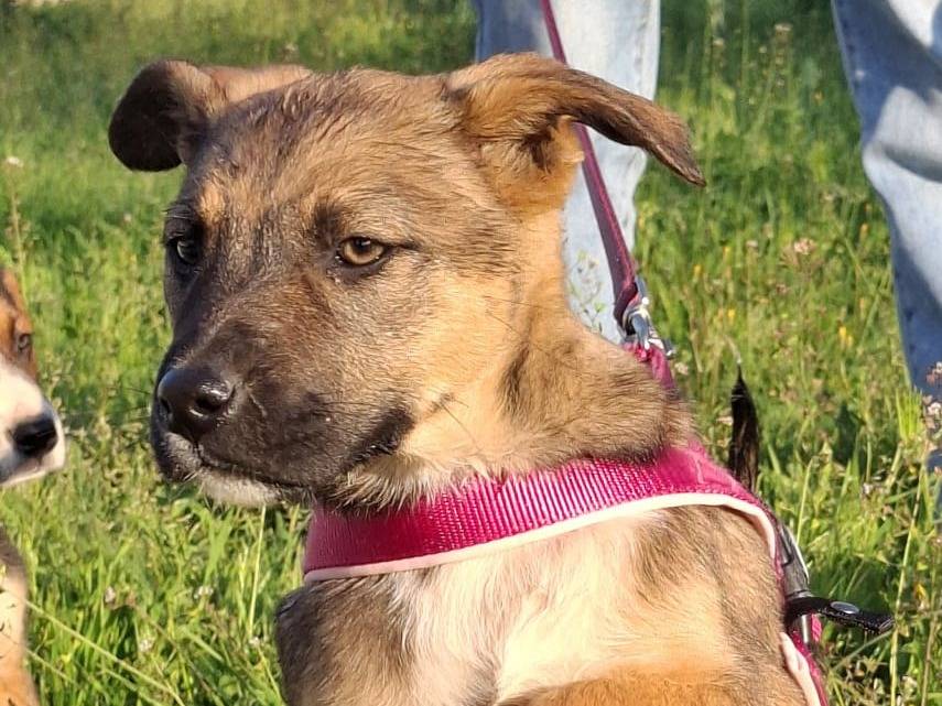 Adozione cane, femmina, Razza sconosciuta Razza sconosciuta, 3 mesi, taglia media, Novara