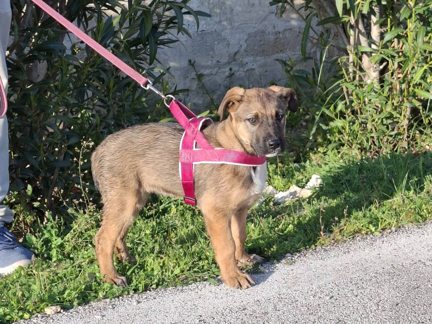 Adotta un cane, femmina, 3 mesi, Novara