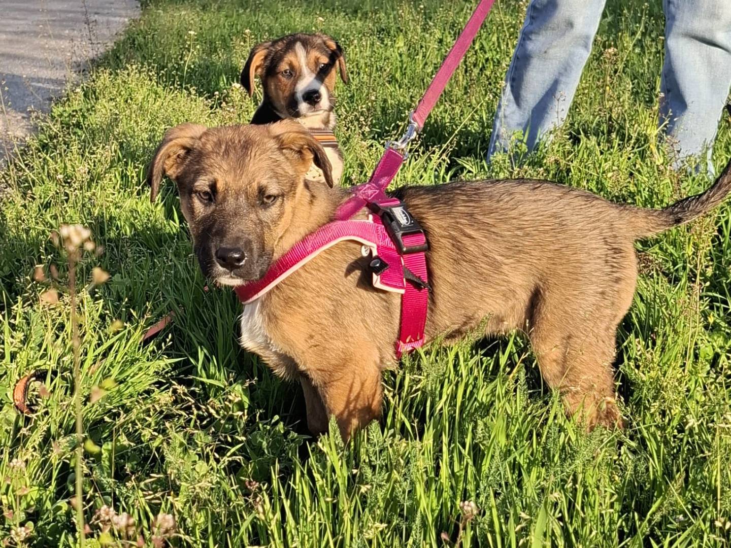 Adotta un cane, taglia media, femmina, Novara