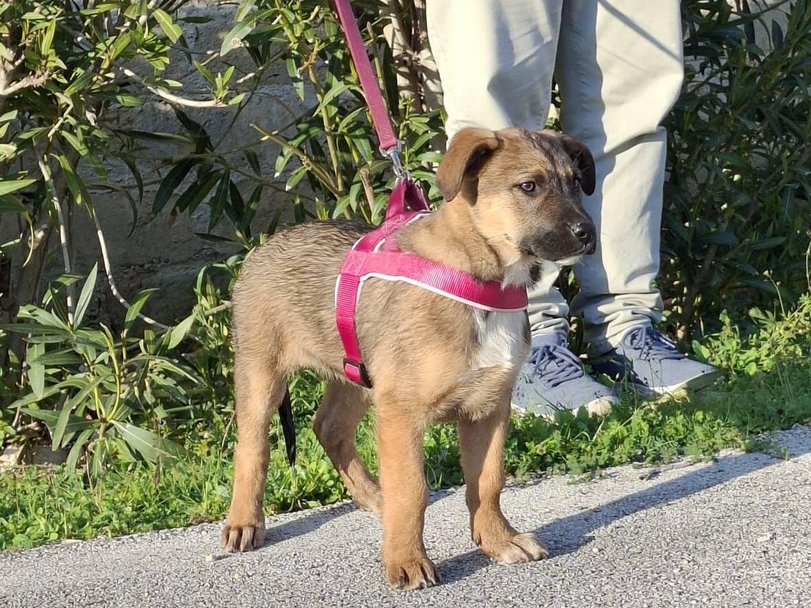 Vuoi adottare un cane a Novara?