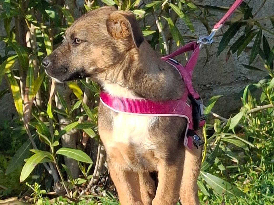 Adotta il cane Fucsia a Novara
