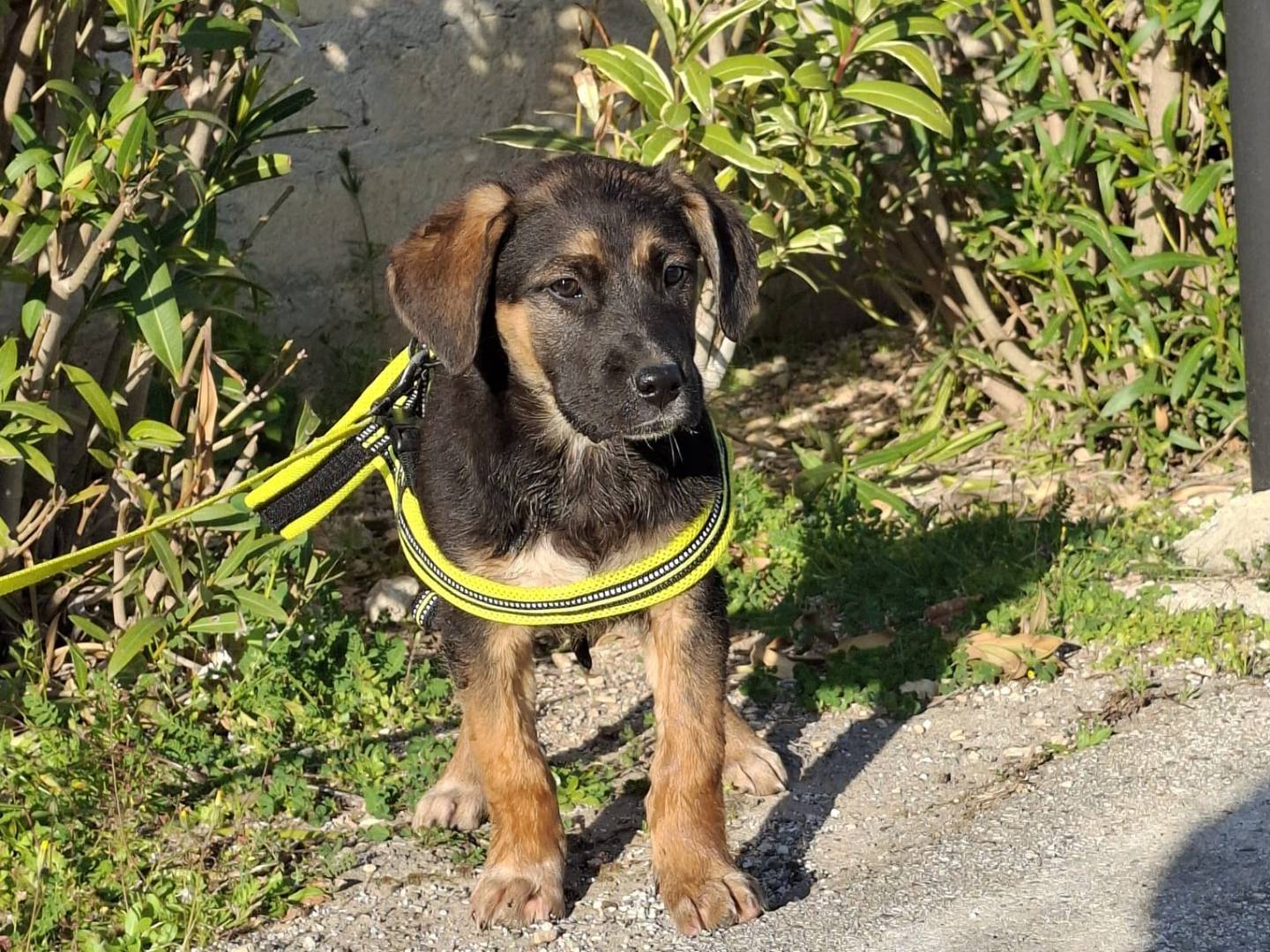 Vuoi adottare un cane a Modena?