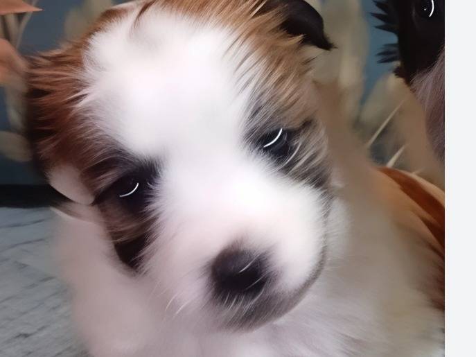 Adozione cane, femmina, Razza sconosciuta Razza sconosciuta, 1 mesi, taglia piccola, Latina