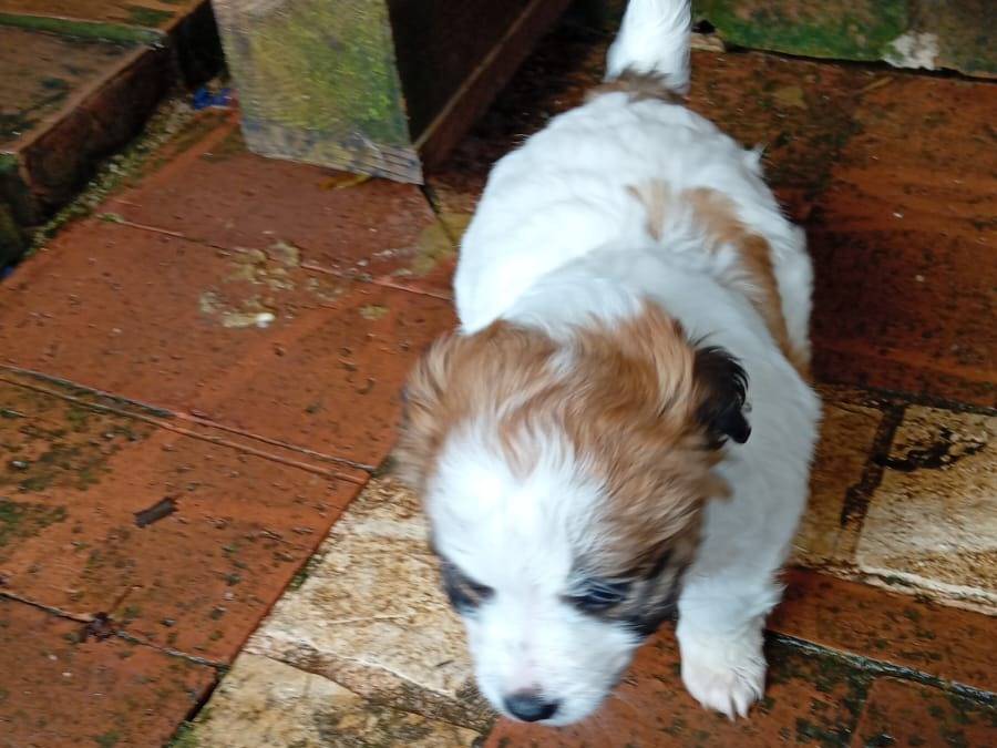 Adotta un cane, femmina, 1 mesi, Latina