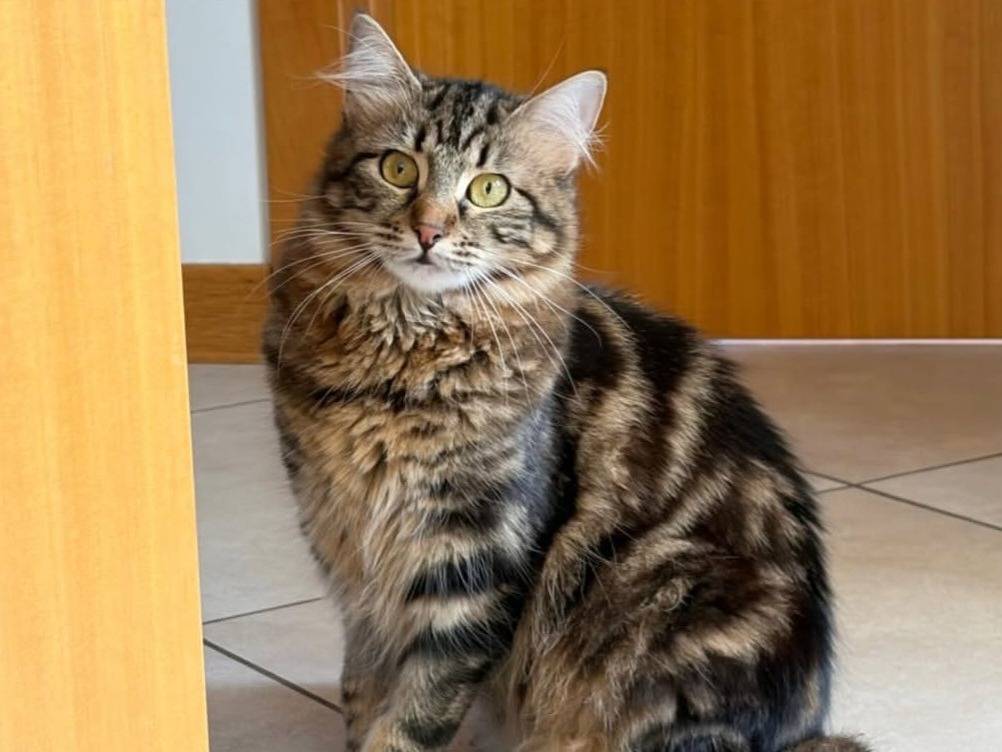 Adozione gatto, femmina, Razza sconosciuta Razza sconosciuta, 9 mesi, taglia non valida, Torino