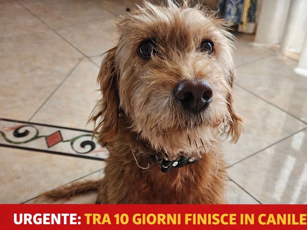 Adozione cane, femmina, Razza sconosciuta Razza sconosciuta, 7 anni, taglia piccola, Messina