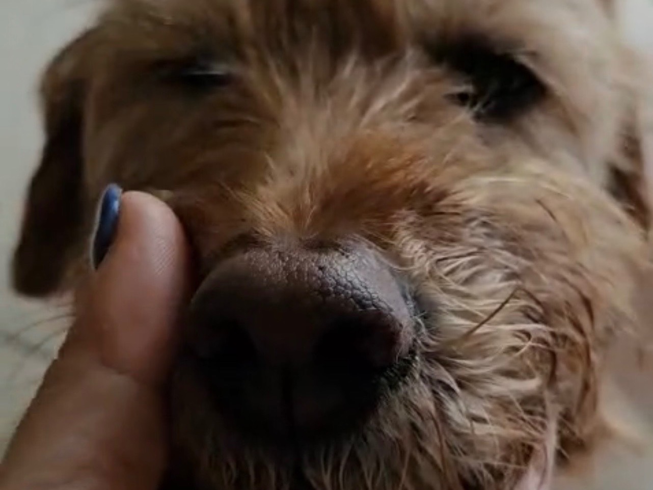 Adotta un cane, femmina, 7 anni, Messina