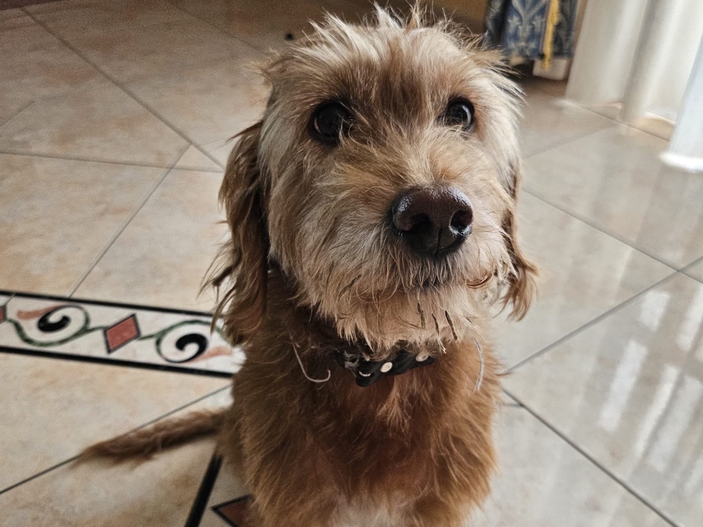 Adotta un cane, taglia piccola, femmina, Messina