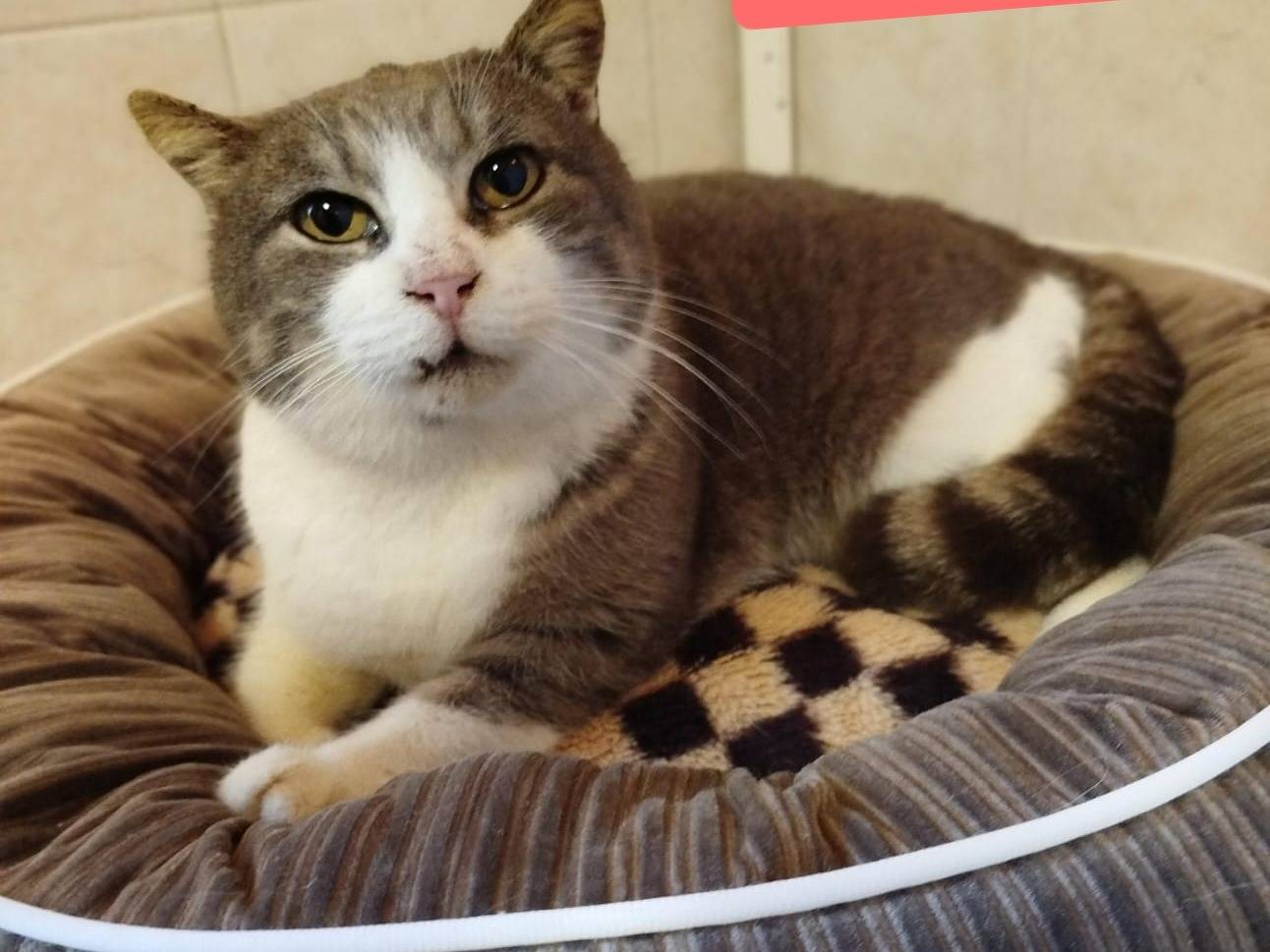 Adozione gatto, femmina, Razza sconosciuta Razza sconosciuta, 7 anni e 9 mesi, taglia non valida, Verona