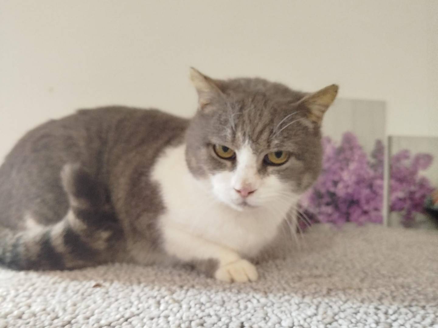 Adotta un gatto, femmina, 7 anni e 9 mesi, Verona