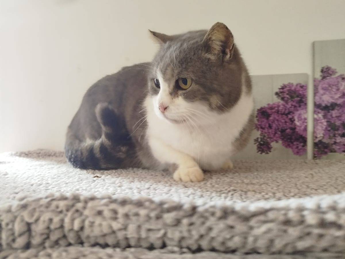 Adotta un gatto, taglia non valida, femmina, Verona