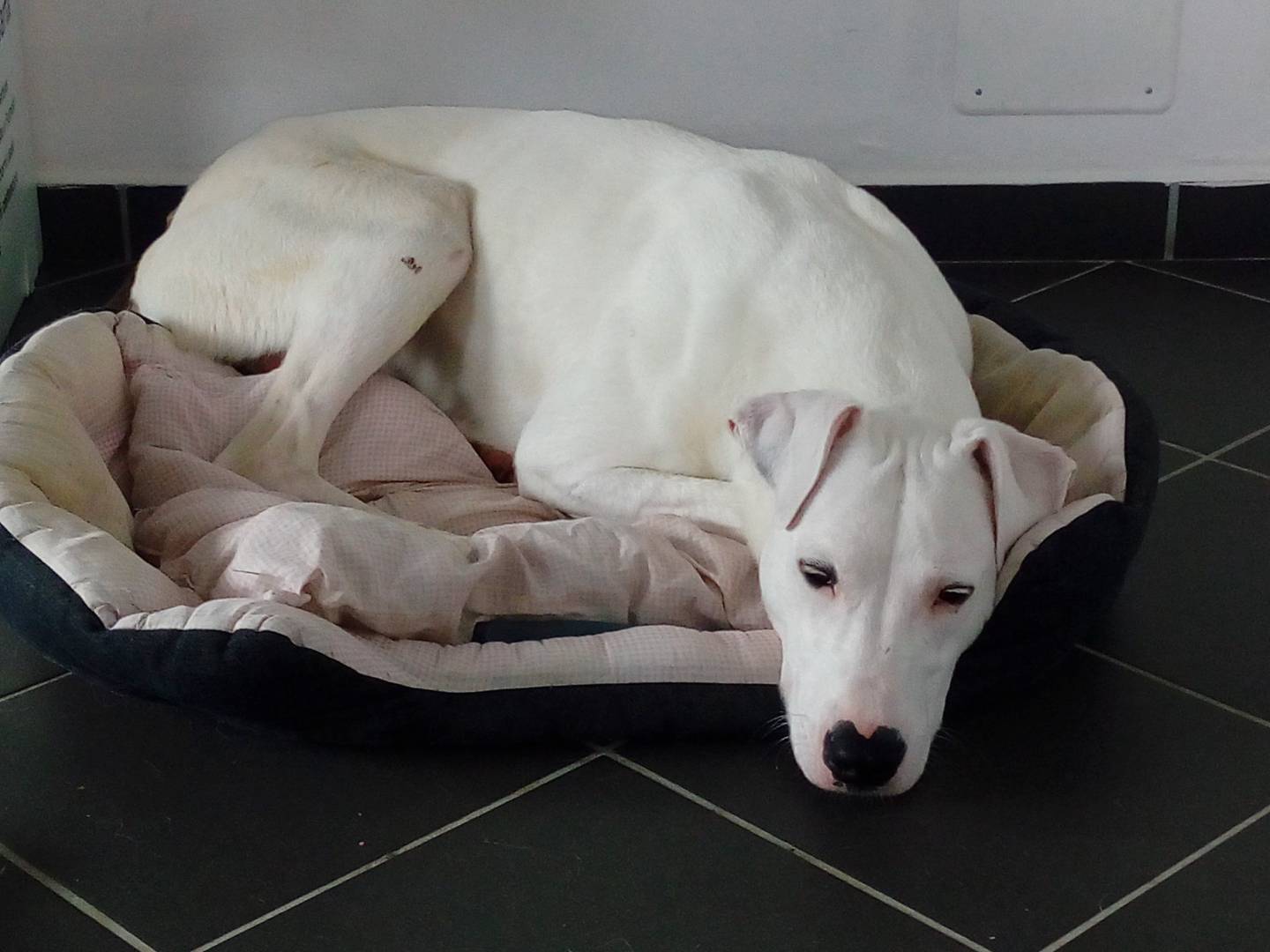 Adotta un cane, maschio, 9 anni e 6 mesi, Torino