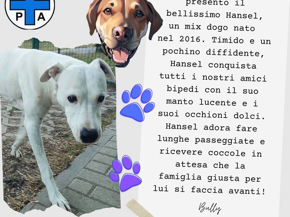 Adotta un cane, taglia grande, maschio, Torino