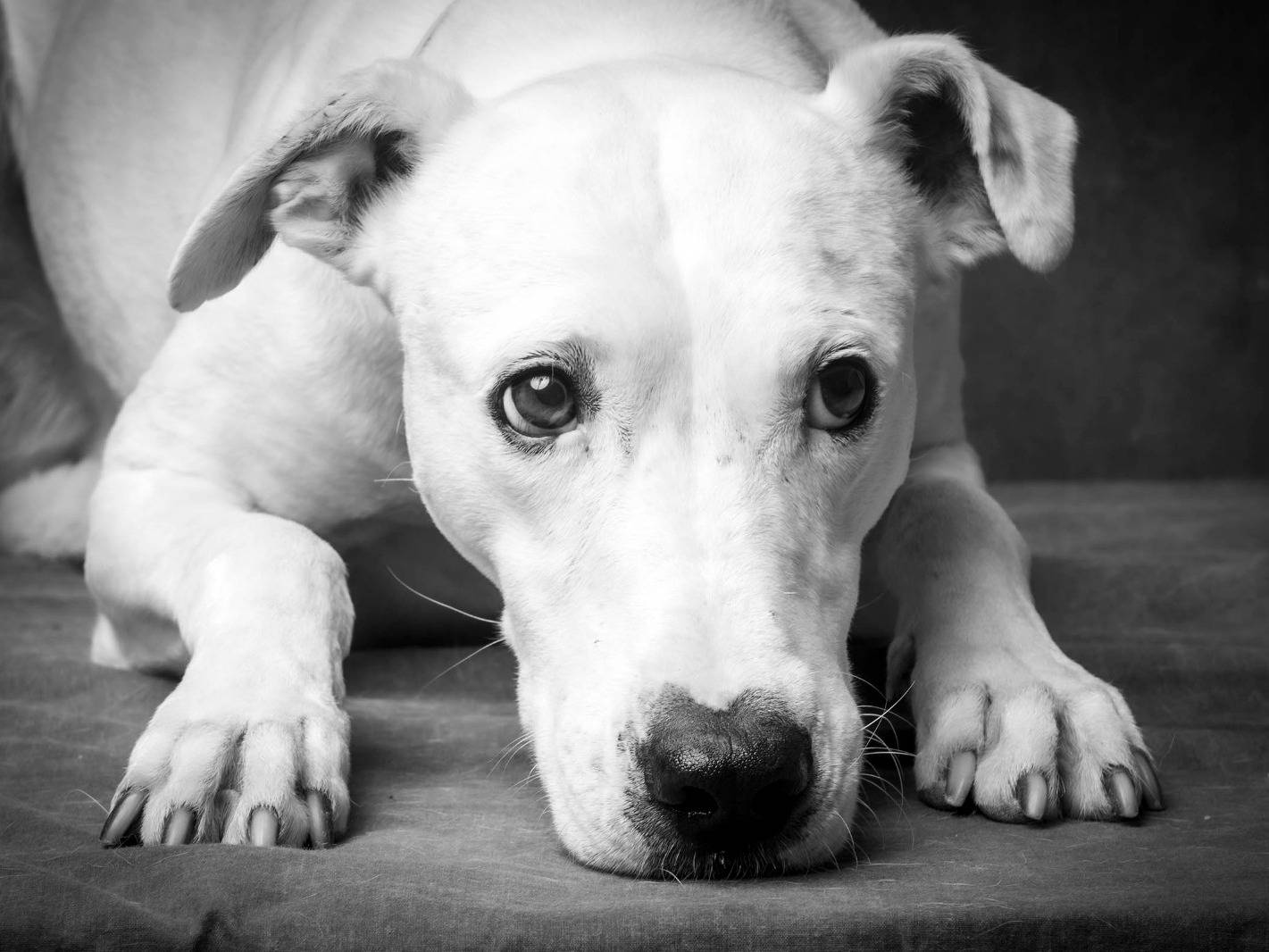 Vuoi adottare un cane a Torino?