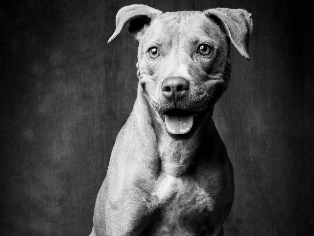 Vuoi adottare un cane a Torino?