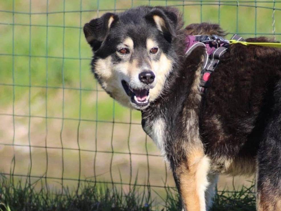 Adozione cane, maschio, Razza sconosciuta Razza sconosciuta, 10 anni e 3 mesi, taglia media, Bergamo