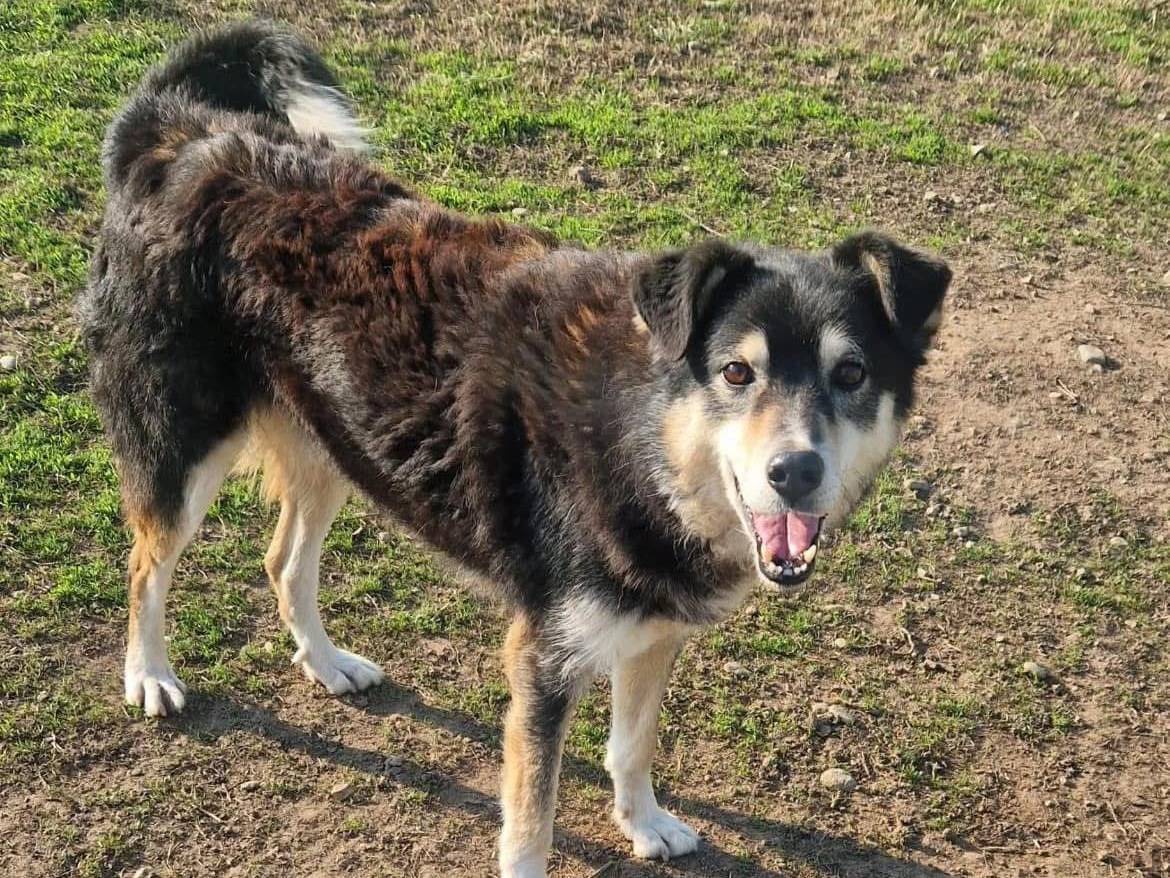Adotta un cane, maschio, 10 anni e 3 mesi, Bergamo
