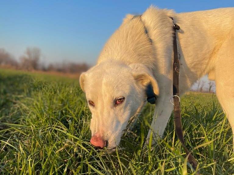 Adozione cane, maschio, Pastore maremmano Razza sconosciuta, 2 anni e 3 mesi, taglia grande, Bergamo