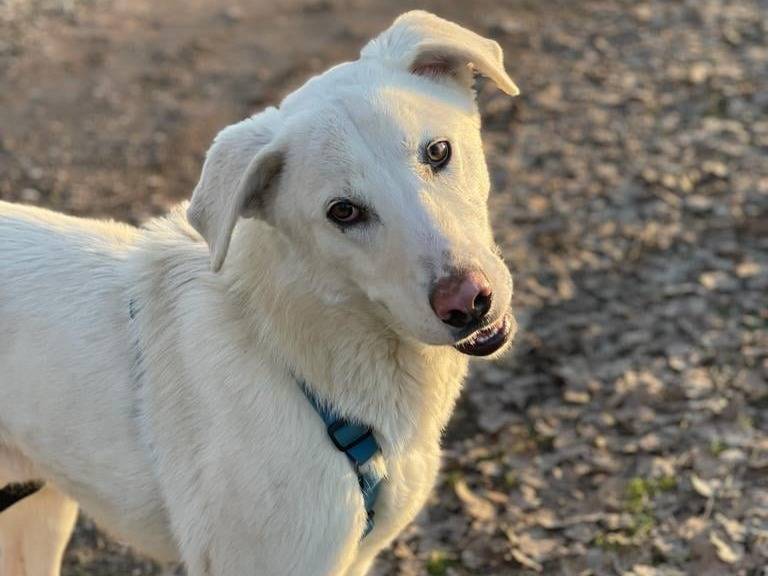 Vuoi adottare un cane a Bergamo?