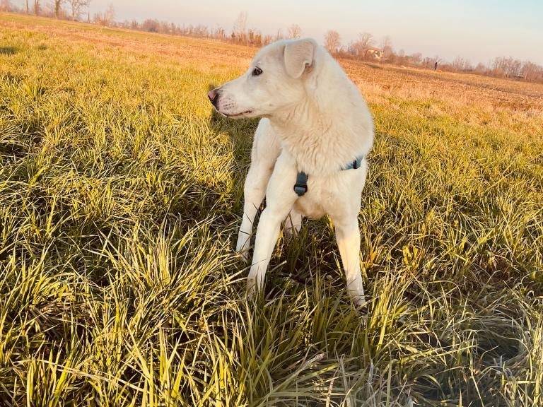 Adotta il cane Spike a Bergamo
