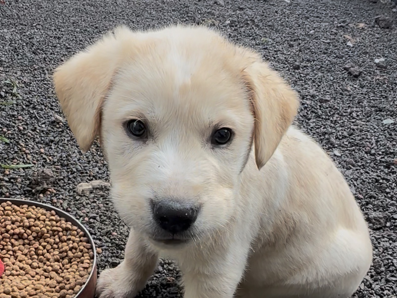Adozione cane, maschio, Razza sconosciuta Razza sconosciuta, 2 mesi, taglia grande, Milano