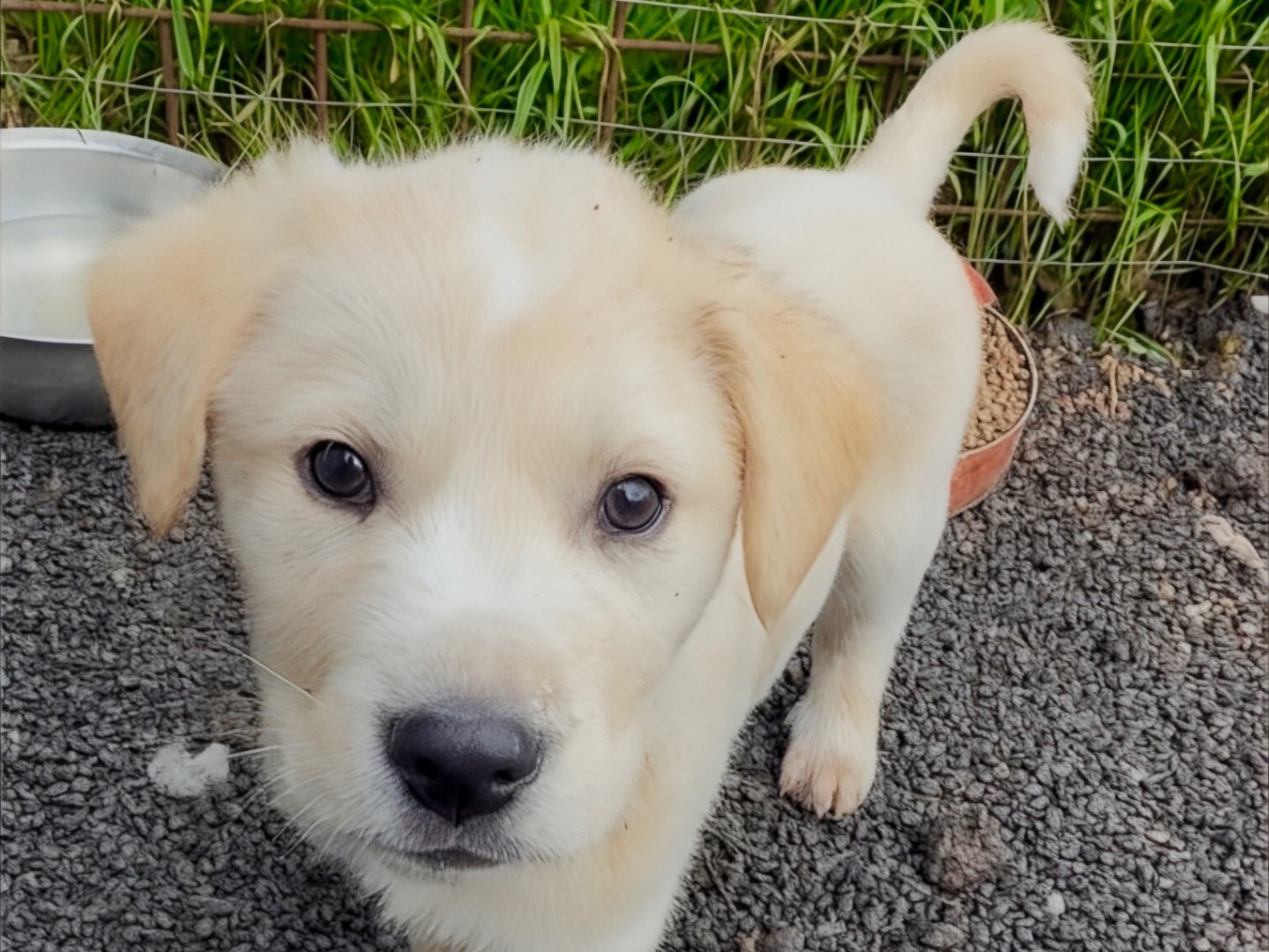 Adotta un cane, maschio, 2 mesi, Milano