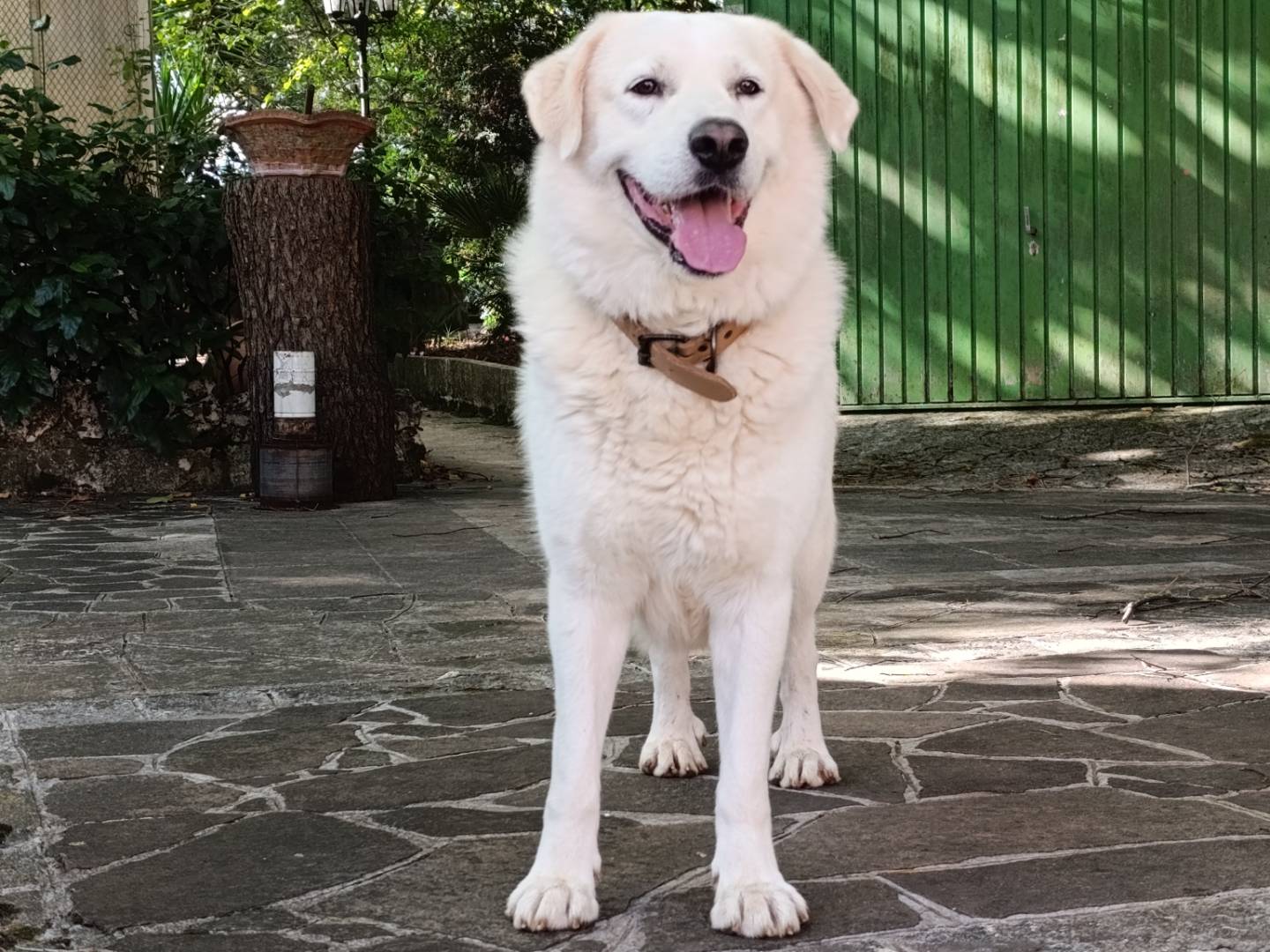 Adozione cane, maschio, Pastore maremmano Razza sconosciuta, 4 anni e 2 mesi, taglia media, Taranto