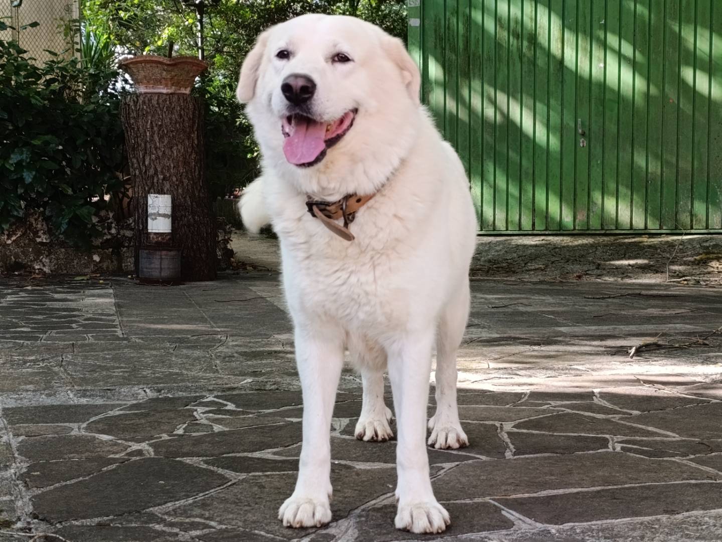 Adotta un cane, maschio, 4 anni e 2 mesi, Taranto