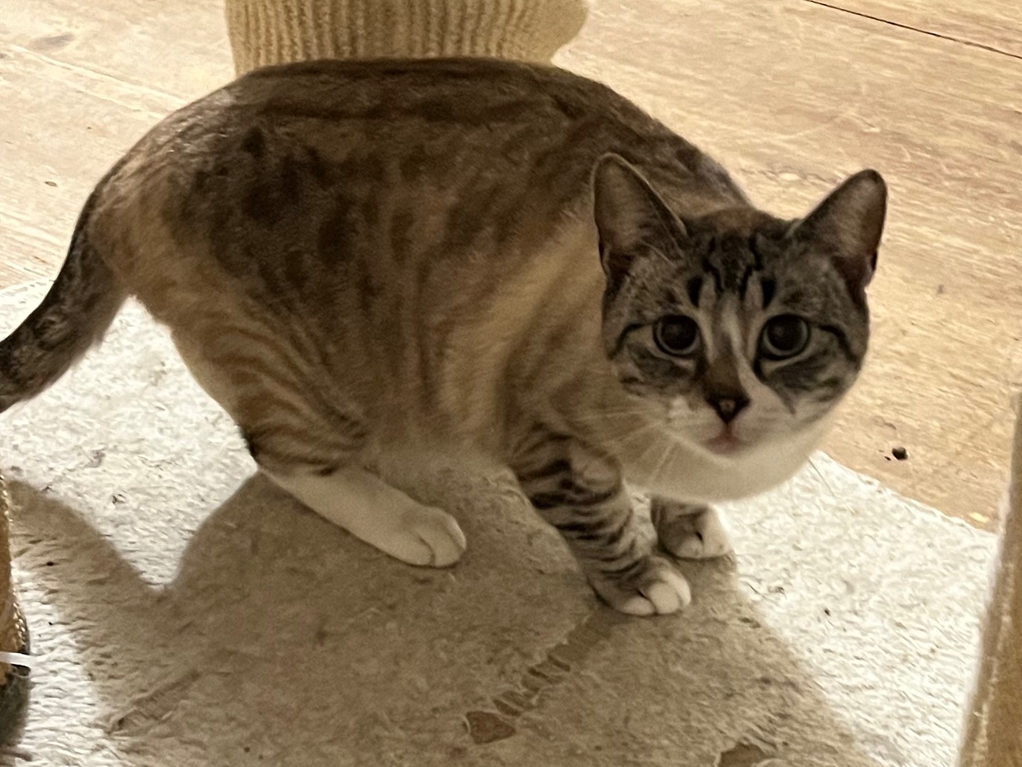 Adotta un gatto, femmina, 6 anni, Padova