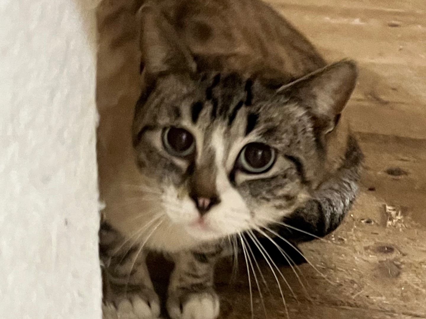 Adotta un gatto, taglia non valida, femmina, Padova