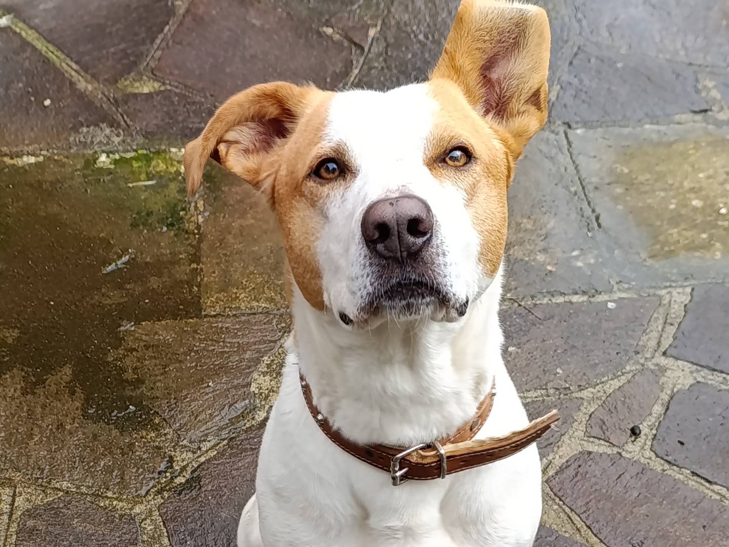 Adozione cane, maschio, Pitbull Razza sconosciuta, 3 anni e 9 mesi, taglia media, Taranto