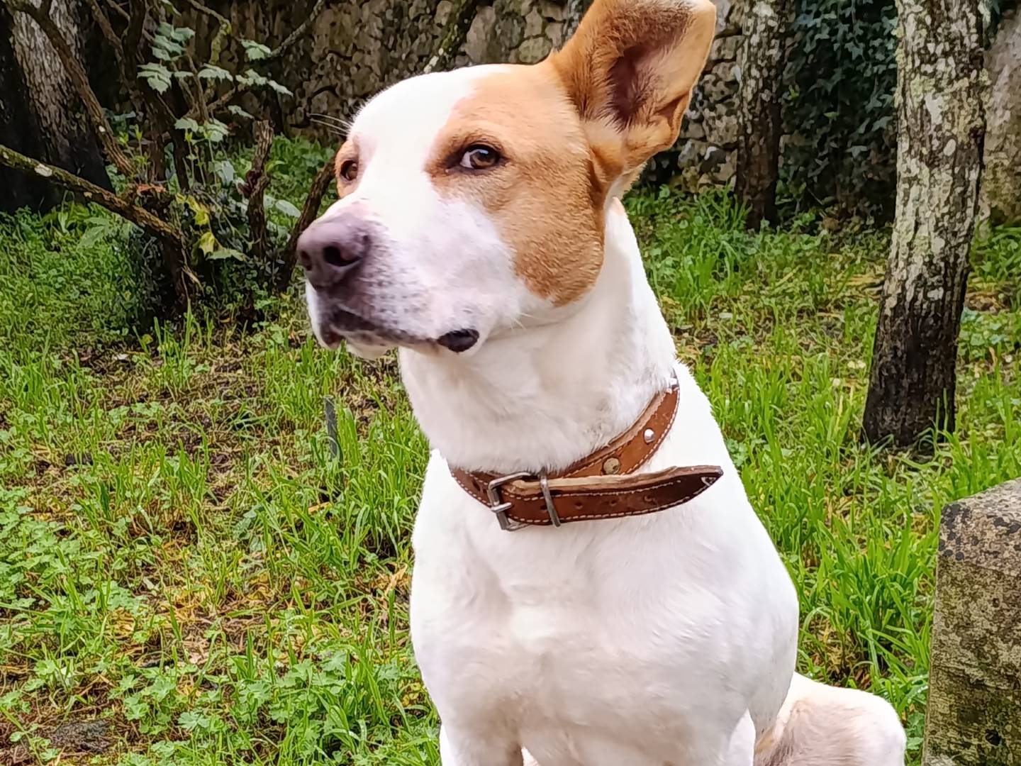 Adotta un cane, maschio, 3 anni e 9 mesi, Taranto