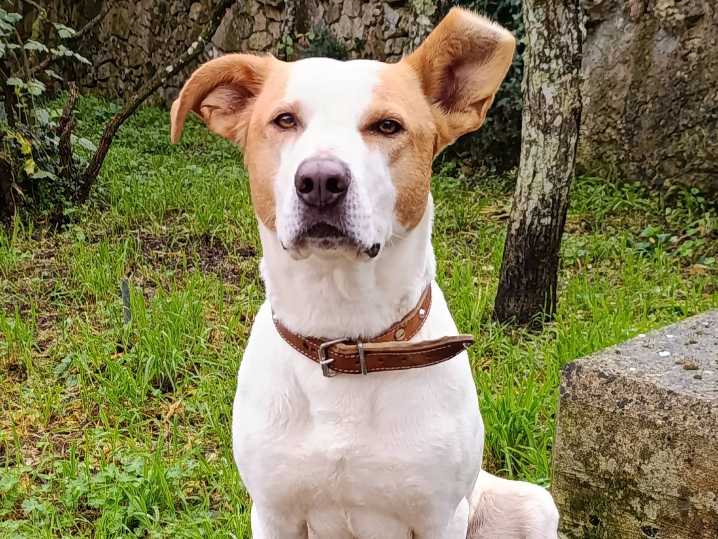 Adotta un cane, taglia media, maschio, Taranto